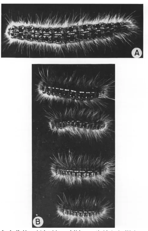 FIG. 5. Healthy and infected larvae of Malacosoma pluviale in the fifth instar. 