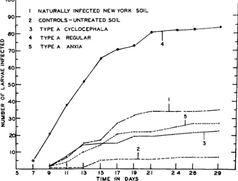 FIG. 5. Infection of Popillia larvae in inoculated soil. 