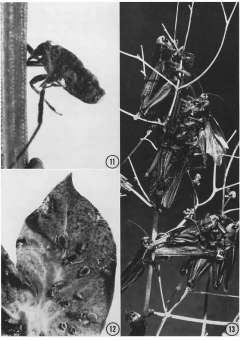 FIG. 11. A woolly pine needle aphid, Schizolachnus pini-radiatae, killed by Ento­
