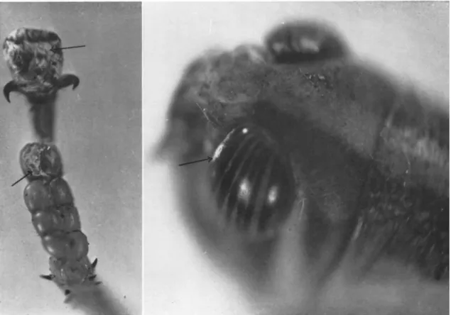 FIG. 2. Fusarium acridiorum (Trabut) Brongniart and Delacroix spontaneously infecting adult of Nomadacris  septemfasciata Serville reared in laboratory