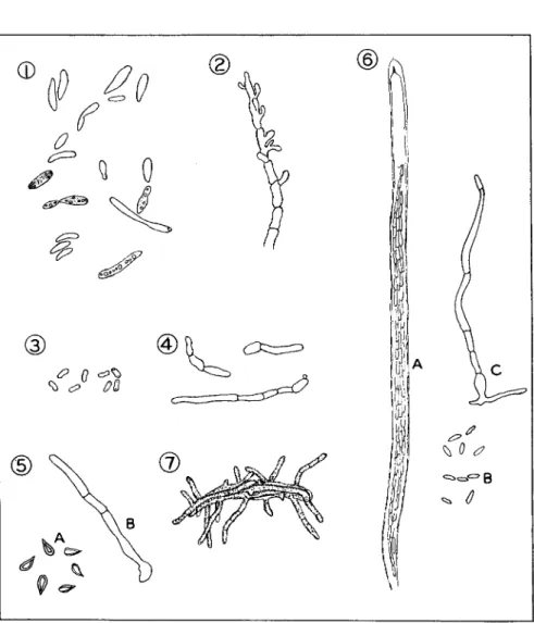 FIG. 1. Hyphal bodies from cockchafer larvae infected with C. aphodii. 