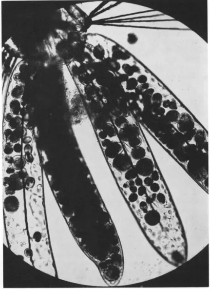 FIG. 5. Anal gills of larval Armigeres (Leicesteria) dentatus infected with the  ciliate Tetrahymena sp