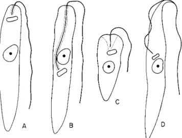 FIG. 1. Morphological features of four strictly entomophilic genera of Trypa­