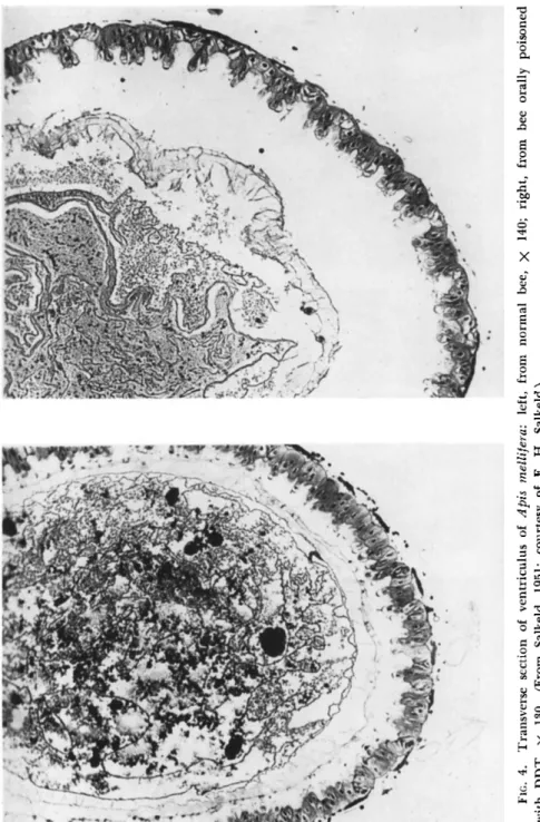 FIG. 4. Transverse section of ventriculus of Apis mellifera: left, from normal bee, χ 140; right, from bee orally poisoned  with DDT, χ 130