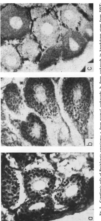 FIG. 5. Ganglionic cells of Periplaneta americana: a, from normal cockroach; b, from cockroach in knockdown stage from DDT;  c, from cockroach at time of death