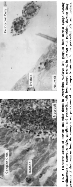 FIG. 9. Transverse section of nervous and other tissues in Oncopeltus fasciatus: left, ganglion from normal nymph showing  Cholinesterase in neuropile; right, ganglion and pericardial cells from nymph treated in the egg with parathion, showing disap­ peara