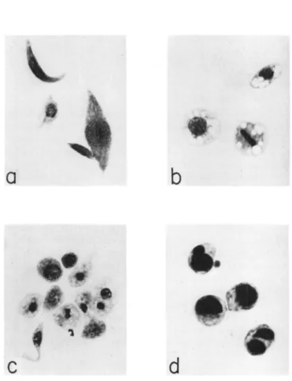 FIG. 2. Hemolymph cells of Anagasta kiihniella: a, normal plasmatocytes; 