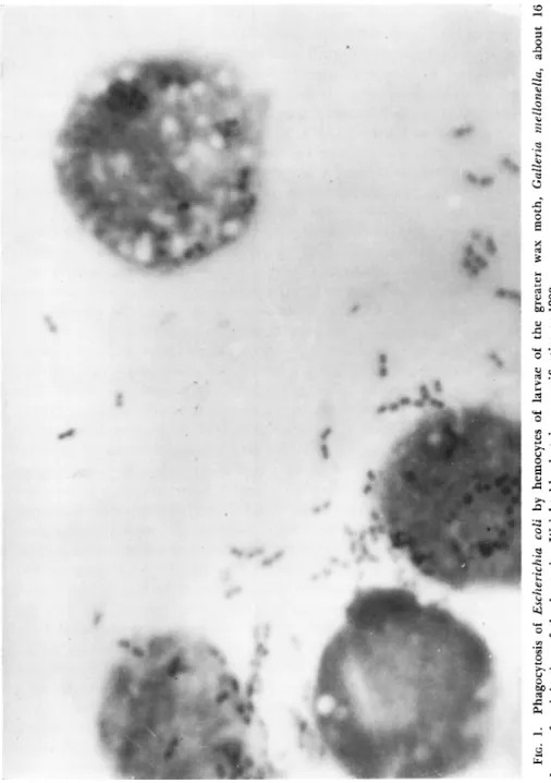 FIG. 1. Phagocytosis of Escherichia coli by hemocytes of larvae of the greater wax moth, Galleria mellonella, about 16  hours after injection of the bacteria