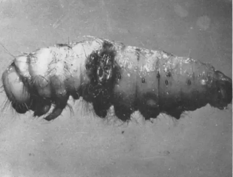 FIG. 1. Aspergillus flavus-infected wound on Antheraea pernyi larva. (Original.) 