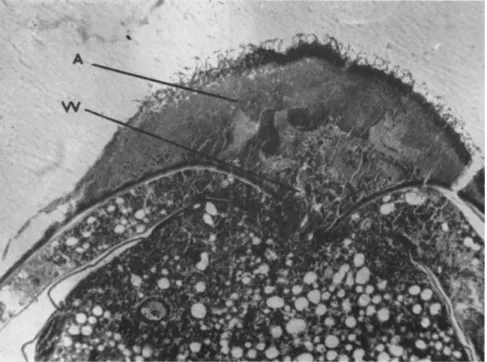 FIG. 2. Development (A) of Aspergillus tamarii in a hemolymph clot on a wound  (W) in Ceratitis capitata pupa