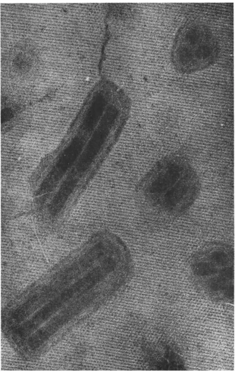 FIG. 6. Section of Lymantria monacha. Cross- and longitudinally sectioned virus  particles within the linear pattern of polyhedron-protein lattice