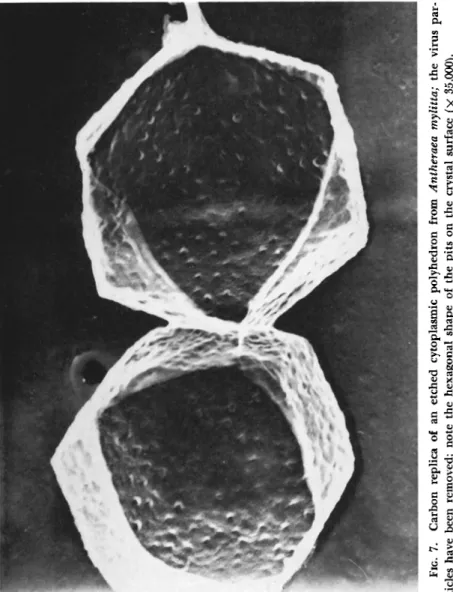 FIG. 7. Carbon replica of an etched cytoplasmic polyhedron from Antheraea mylitta; the viru tides have been removed; note the hexagonal shape of the pits on the crystal surface (χ 35,000)
