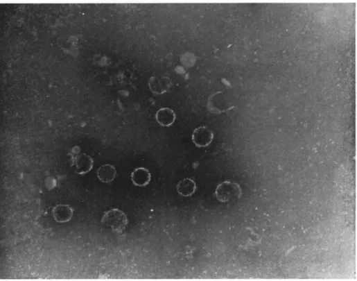 FIG. 10.  T h e outer coats of the virus particles shown in Fig. 9  ( χ 100,000). 