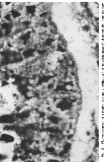 FIG. 11. Photomicrograph of a section through a midgut cell of an adult butterfly Argynnis dia; note the cyt lasmic polyhedra (χ 1200) 