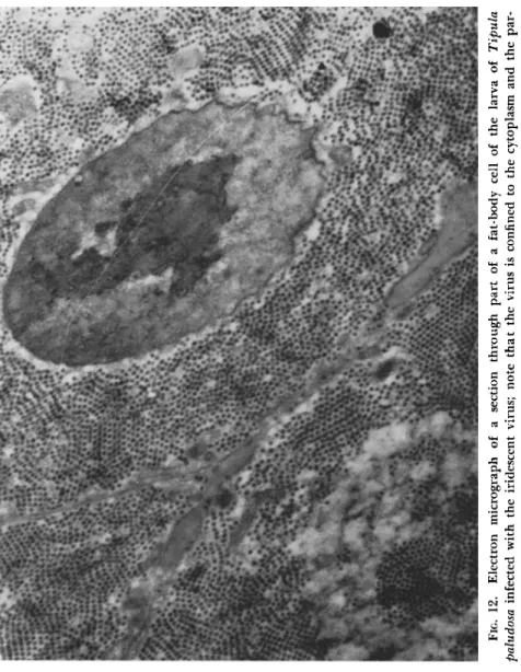 FIG. 12. Electron micrograph of a section through part of a fat-body cell of the larva of Tipula  paludosa infected with the iridescent virus; note that the virus is confined to the cytoplasm and the par tiles are oriented (χ 10,000)