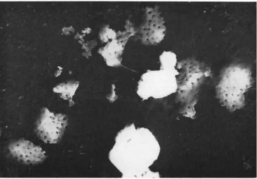 FIG. 3. Electron micrograph of cytoplasmic polyhedra from a larva of Phlogo- Phlogo-phora meticulosa after treatment with weak sodium carbonate; note the partially  dissolved polyhedra with the empty sockets which had contained the near-spherical  virus pa