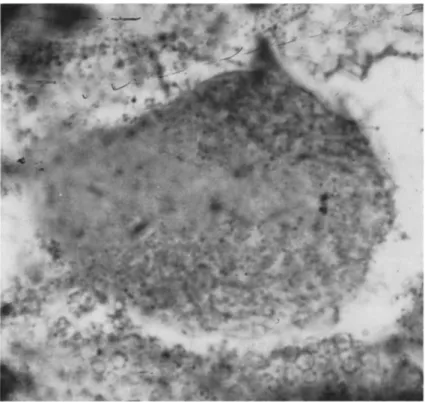 FIG. 6. Photomicrograph of a &#34;colony&#34; of very small cytoplasmic polyhedra from  Antheraea pernyi  ( χ 1500)