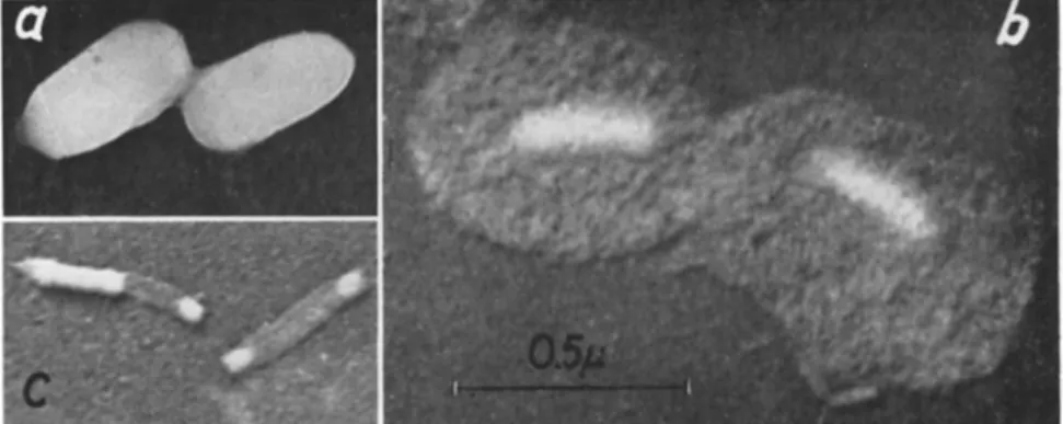 FIG. 3. Electron micrographs of capsules and granulosis viruses of Natada  nararia (Moore), (a) Untreated capsules; (b) Capsules after treatment with weak  sodium carbonate, showing the partially dissolved and distended capsule protein  and the virus rod (