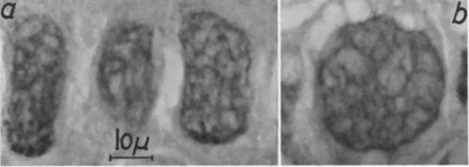 FIG. 6. Section (5 μ) through three hypertrophied hyperdermis cells (a) and a  hypertrophied fat cell (b) of a fifth-instar larva of Christoneura murinana (Hübner)  infected with granulosis virus
