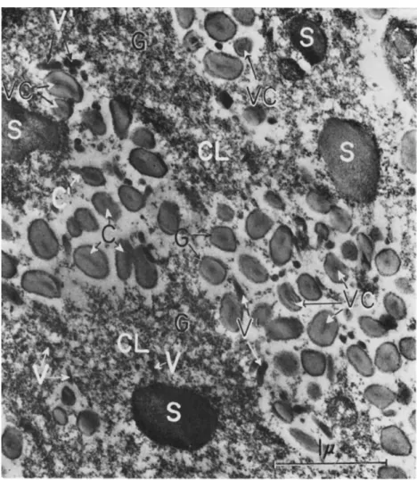 FIG. 9. Electron micrograph of an ultrathin section showing a part of a larval  fat-body cell of Choristoneura murinana (Hübner) 12 days after infection with  granulosis virus