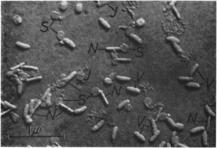 FIG. 2. Electron micrograph of virus rods isolated from capsules of Pieris rapae  (Linnaeus) by alkali treatment