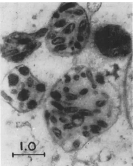 FIG. 3. Electron micrograph: A portion of cytoplasm in a fat-body cell of  Melolontha melolontha infected with Rickettsiella melolonthae (progressed stage of  the disease); ultrathin section,  O s 0 4  fixation, contrasted with  U O Q   ( χ 18,000)