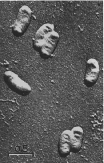 FIG. 1. Electron micrograph: Entire cells of Rickettsiella melolonthae, shadowed  with SiO  ( χ 25,000)