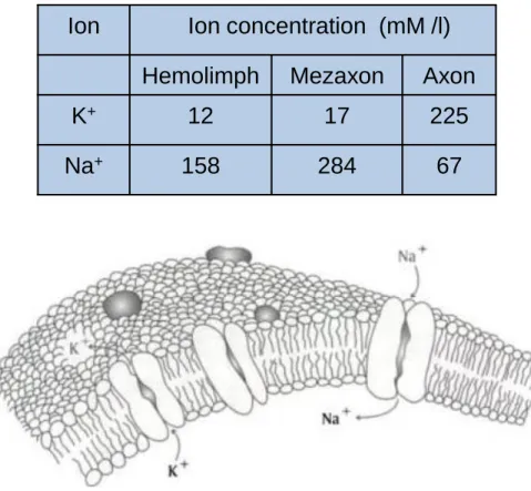 Illustration of transmembrane proteins  that function as ion channels  