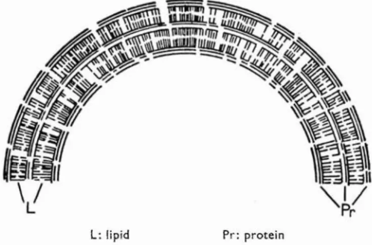 FIG. 5. Diagram from W. J. Schmidt showing his conception of the organization of lipid and protein in the myelin sheath based on polarized light studies.