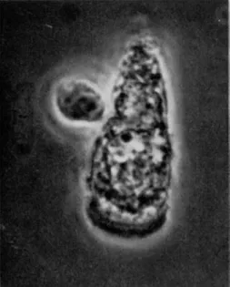 FIG. 1. Isolated epithelial cell of hamster small intestine, normal, under  phase-contrast illumination