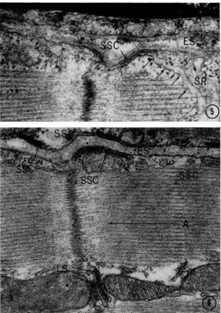 FIG. 5. Unincubated rat myocardium fixed by perfusion with glutaraldehyde  and postfixed in osmium tetroxide