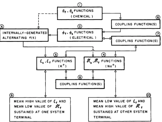 FIG. 4. Tentative generalized function flow sheet for active transport showing relationships  between the essential elements : differential equations, coupling functions and driving function