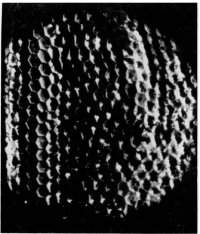 FIG. 3. Top view of the decanted surface of a solidification front with a  hexagonal tessellation