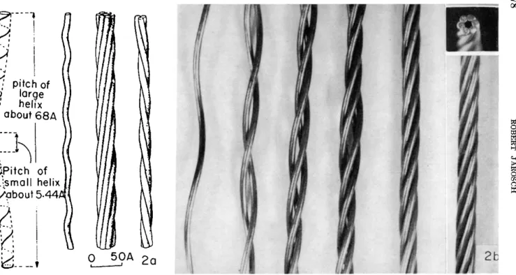FIG. 2 a. Protein helices of the second order of keratin.  ( F r o m Pauling and Corey  [ 1 8 ] 