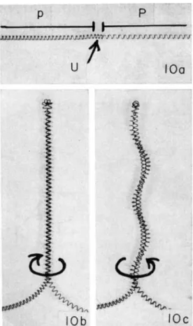 FIG. 10. The Umschnappen at point U (Fig. 10a) of a helix showing two  different pitches (p and  P ) leads to a &#34;negative&#34; intertwining (Figs