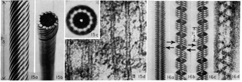 FIG. 15. &#34;Microtubules&#34; in the protoplasm of a young plant cell and their imitation with helical models
