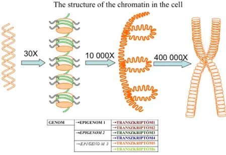 Figure 2.5. Chromosomes and epigenomes 