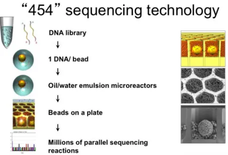 Figure 3.4 The first high troughput massive parralel sequencing technology 