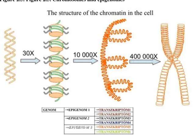 Figure 2.5. Figure 2.5. Chromosomes and epigenomes