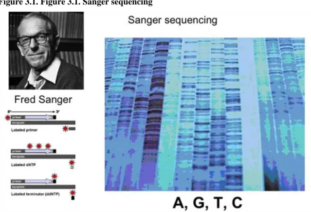 Figure 3.1. Figure 3.1. Sanger sequencing