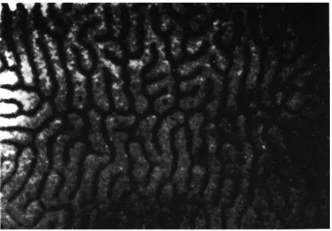 FIG . 6.7. Intermediate state in aluminium plate 0 47 cm thick with magnetic field  perpendicular to surface (H = 0-65 H c , Ô = 0-92 T c )