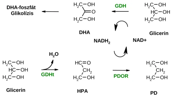 1.1.10. ábra: A glicerinmetabolizmus enzimei: GDH, GDHt, PDOR,   (DHA: dihidroxiaceton, HPA: hidroxipropionaldehid, PD: 1,3-propándiol) 