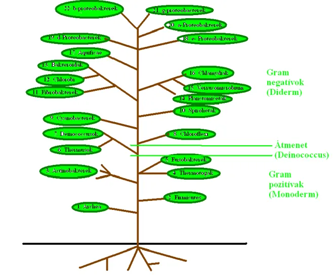 3.1.3. ábra: Bakteriális filogenetikus fa az indelmodell alapján [27] 