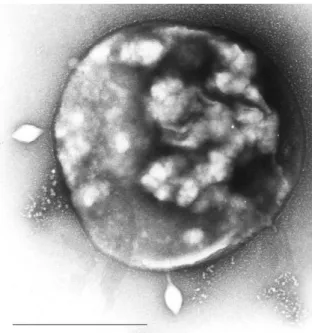 3.2.4. ábra: Sulfolobusvírus-fertőzéssel 