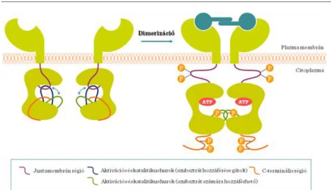I.2-13. ábra: A növekedési faktor receptor dimerizáció A kezdeti jelátviteli komplex tagjai (I.2-14
