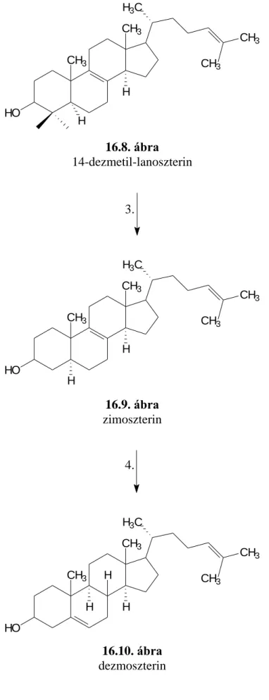 16.8. ábra  14-dezmetil-lanoszterin  3. 16.9. ábra  zimoszterin  4. 16.10. ábra  dezmoszterin H3C CH 3CH3HOCH3HCH3HH3CCH3CH3HOCH3HCH3HH3CCH3CH3HOCH3HCH3HH