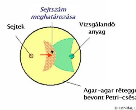 4.14  ábra Agar-lemezes assay – Az attraktáns jellegű anyag (zöld) vonzó hatása a  vizsgált sejtek (narancs) vándorlására