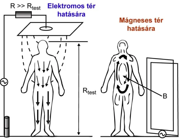 3.6. ábra: Az emberi testben alacsony frekvenciájú elektromos (bal oldali ábrarész) és mágneses  tér (jobb oldali ábrarész) hatására létrejövő áramok 