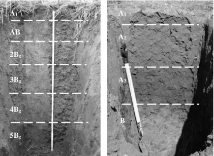 1-2. kép. Az I. (balra) és II. számú (jobbra) talajszelvények; Alacska  A II. számú szelvény (2