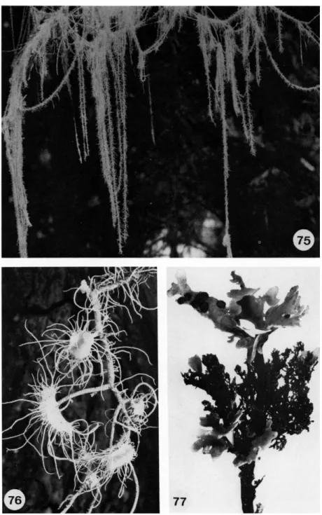 FIGS. 75-77. Fig. 75, thallus of Usnea longissima χ ); Fig. 76, thallus of Usnea ceratina; 